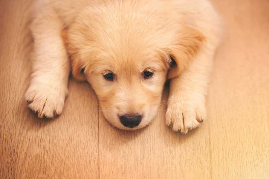 8 Common plants that will make your pet sick